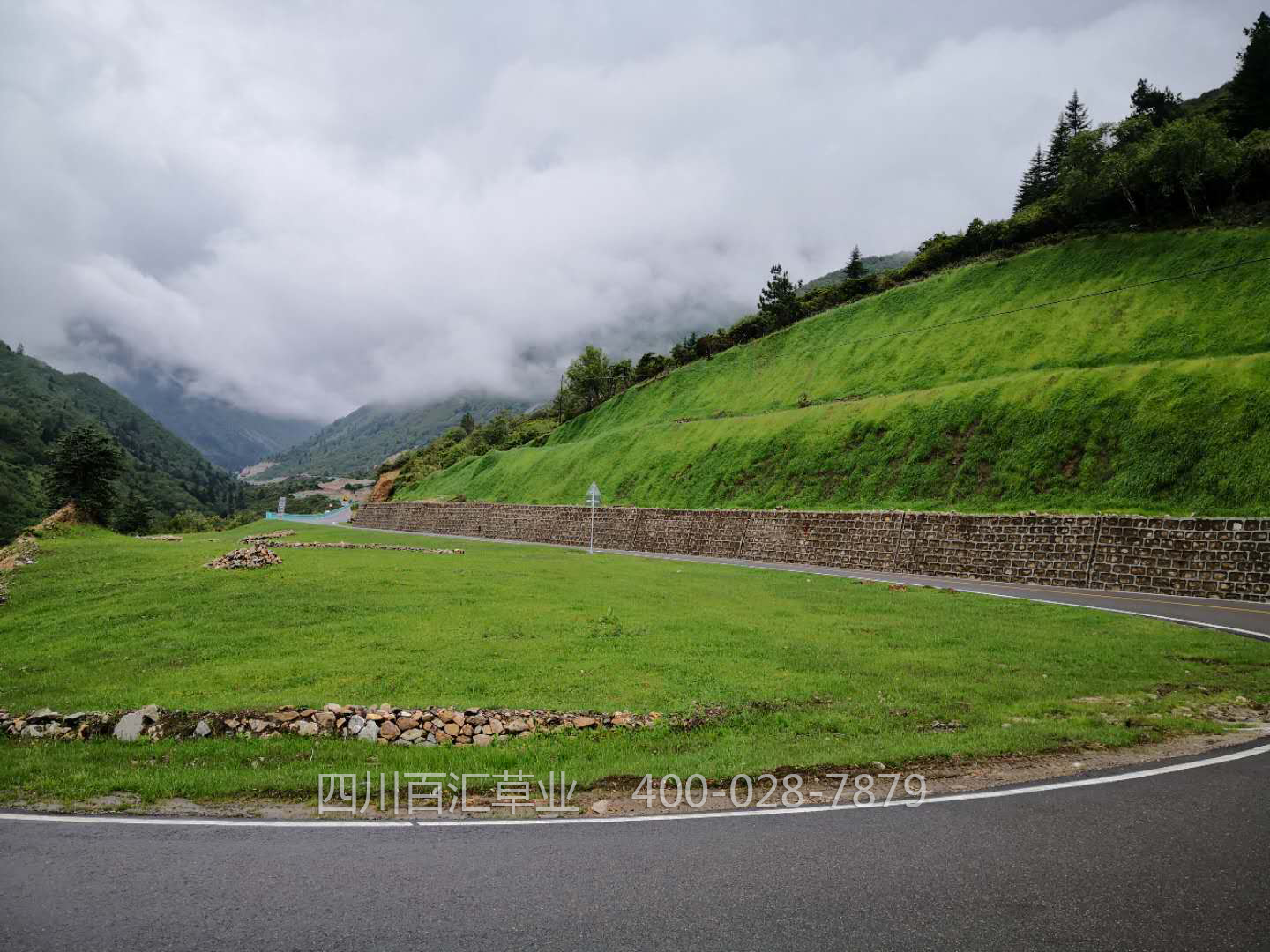 道路邊坡綠化草坪草種